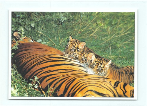 Postkarte tiger mit - 1,