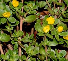 Portulak Samen, Portulaca