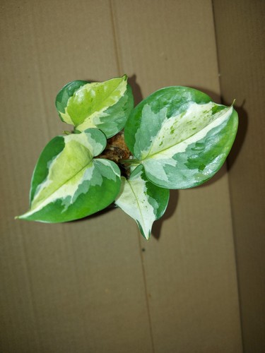 Epipremnum japanese global - epipremnum,