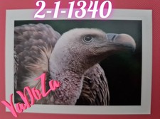 Abenteuer  Tierwelt  - Geier -