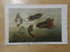 Orig.(1894) Chromolithographie Grossflosser Paradiesfisch (N1B)