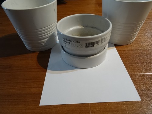 Ieka kleine blumentöpfe - kleine,