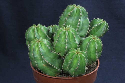 Euphorbia echinus gruppe - echinus,,
