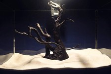 Schwarze Moorwurzel *32cm* /