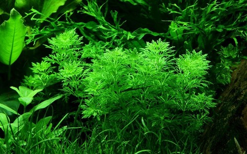 Aquarium pflanze limnophila - aquarium,