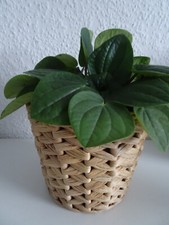 Ikea fridfull übertopf - fridfull,
