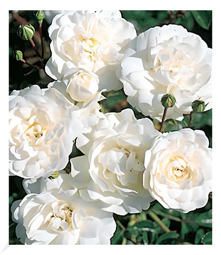 Rosen sea foam 1 pflanze - rosen, foam',
