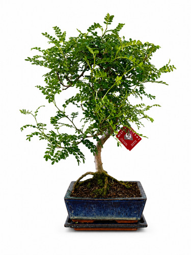 Bonsai zanthoxylum piperitum - zanthoxylum, 8