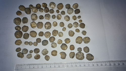 Konvolut seeigel hemiaster - konvolut,