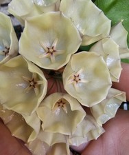 heavenly HOYA Hoya campanulata