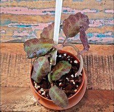 Hoya waymaniae wachsblume - waymaniae,,