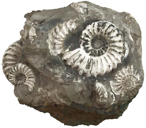 Lias pleuroceras spinatum - pleuroceras,