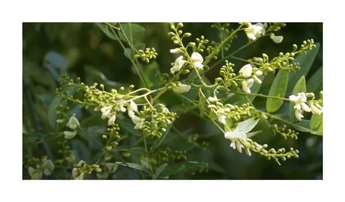 10x robinia pseudoacacia - robinia,