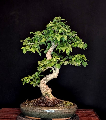 Bonsai chinesischer liguster - chinesischer,