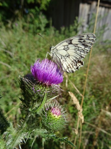 Cirsium vulgare