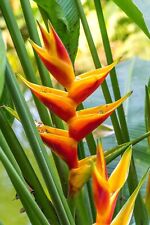 8000973 heliconia champneiana