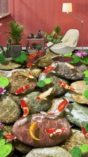 3D Goldfischblume 180