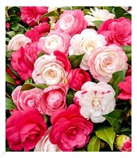 Freiland-Kamelie "Festival