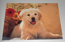 Golden Retriever Welpe Hunde Dog Postkarte Postcard Ak Hundepostkarte
