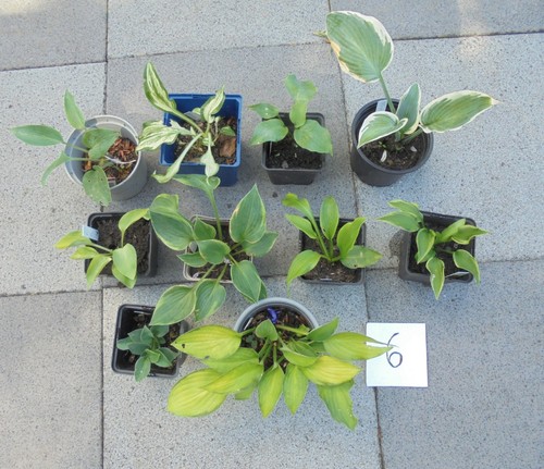 Hosta konvolut 10 - hosta-konvolut, 6