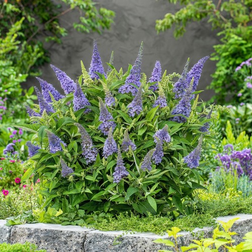 Schmetterlingsflieder buddleja - schmetterlingsflieder,