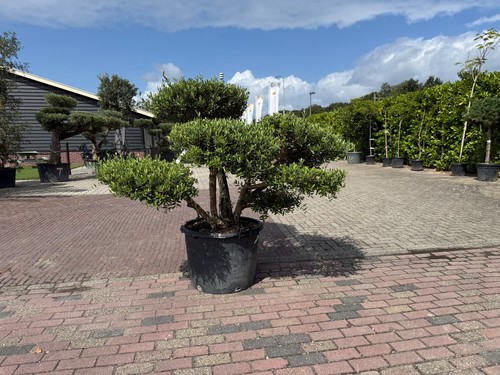 Tropictrees olivenbaum pon - tropictrees,