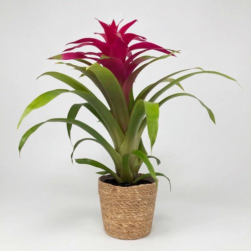 Guzmania deseo pink - guzmania,