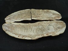 Versteinerung Fisch Dastilbe