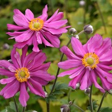 Japan-Herbst-Anenome PRINZ