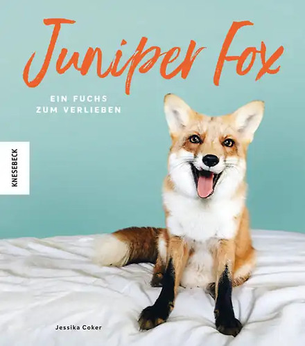 Juniper fox - juniper,