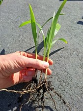 ⭐ Trachycarpus Fortunei