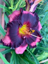 Taglilie, daylily