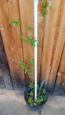Weide bienenweide baum - bienenweide,