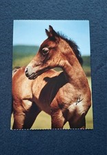 AK Pferdepostkarte Deutsches Reitpony-Fohlen, Horse