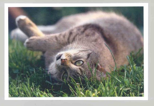 Postkarte katze neu - postkarte,