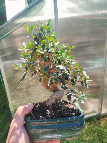 Bonsai olea europaea - bonsai,