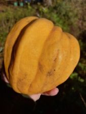 Kürbis Thelma Sanders - Sweet