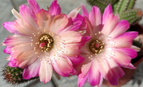 Chamaecereus rotschwänzchen - chamaecereus,