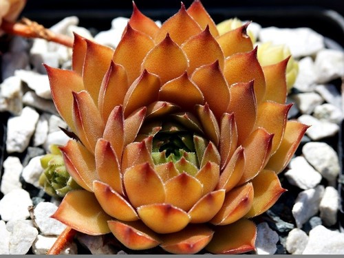 Sempervivum gelber stern 1 - sempervivum,