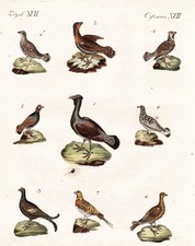 Hühner Hahn  Auerhahn hen