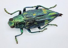 Buprestidae, Chrysodema