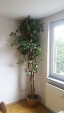 Künstlicher Ficus Benjamini, mehrstammig, grün, 250cm - Kunstbaum