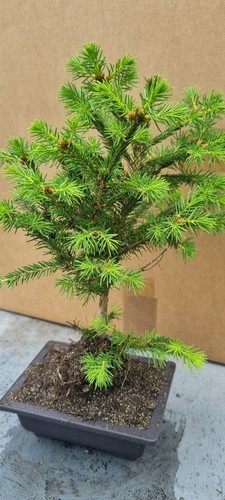 Bonsai fichte picea abies - fichte, ,
