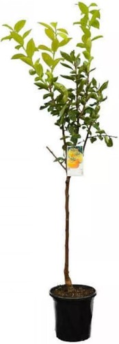 Diospyros kaki mela - kaki, kakibaum