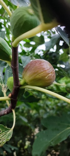 Frische feigenbaum - ,