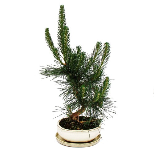 Bonsai pinus thunbergii - pinus,