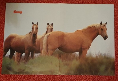 Poster bild pferdeposter - bild,