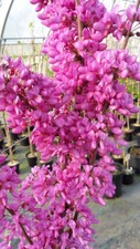 Cercis chinensis Avondale, Judasbaum 50-60cm, pinker Frühjahrsblüher