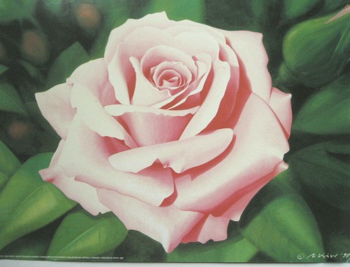 Kaiser kunstdruck rose art - ri,