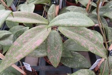 Wachsblume hoya wibergiae - hoya,